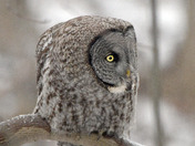 Great Grey Owl