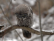 Great Grey Owl