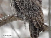 Great Grey Owl