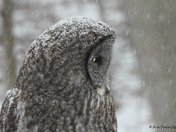 Great Grey Owl