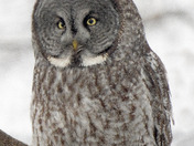 Great Grey Owl