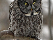 Great Grey Owl