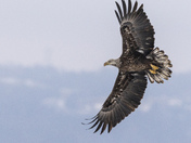 Juvenile Bald Eagle