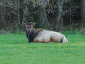 Roosvelt Elk
