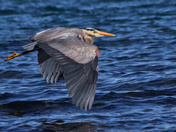 Heron Flying The Shoreline