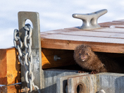 Mink peeking out of dock