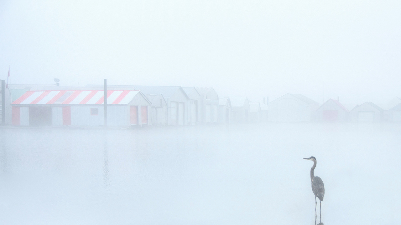 The great blue heron