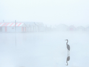 The great blue heron