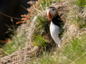 Puffin