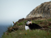 Puffin