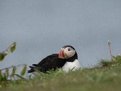 Puffin