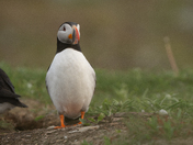 Puffin