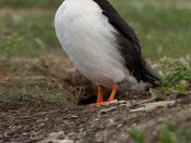 Puffin