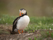 Puffin