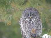 Great Grey Owl 