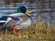 Drake In The Grass