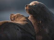 Stellar Sea Lions in the Sun
