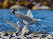 Ring-billed gulls