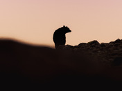 Silhouette of Silence 