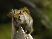 One More Peanut - Please