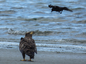 Young eagles being tormented by a crow
