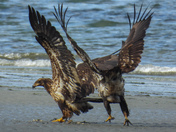 Young eagles being tormented by a crow