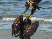 Young eagles being tormented by a crow