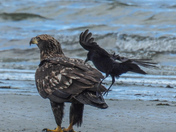Young eagles being tormented by a crow