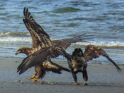 Young eagles being tormented by a crow