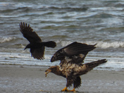 Young eagles being tormented by a crow