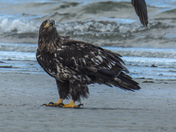 Young eagles being tormented by a crow