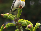 Singing the Season Awake