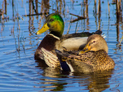 Nestled In The Reeds
