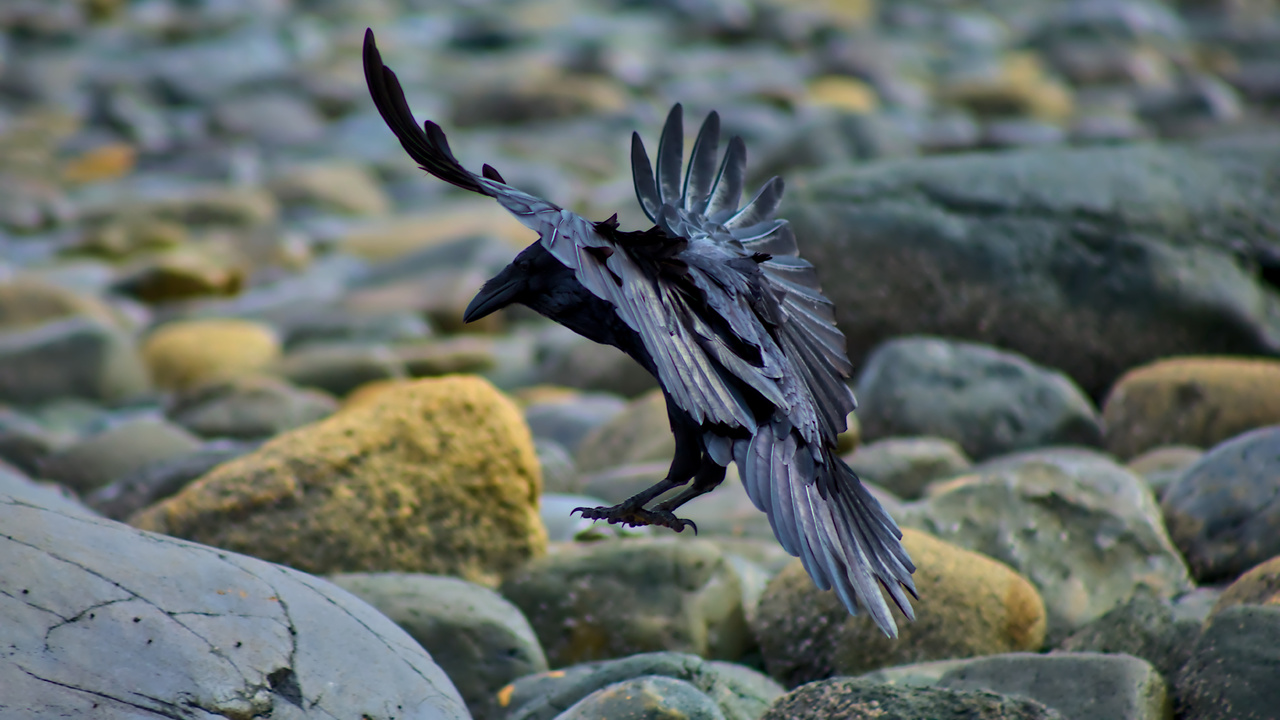 Landing Crow