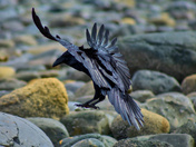 Landing Crow
