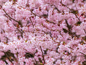 Spring arrives in pink. It’s bloom season! 🌸🌸🌸