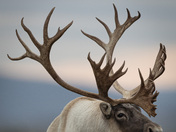 Spirit of the Caribou