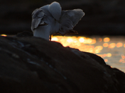 Secret de soie / Secret of silk