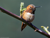 First Rufous of the Year.