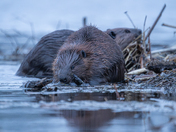 I'll handle the snacks, you handle the construction  