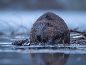 Beavers at dusk