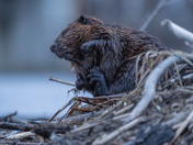 Beavers at dusk