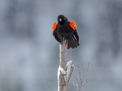 Bringing Shoulder Pads Back