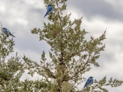 Bluebird Tree