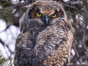 Great Horned Owlet