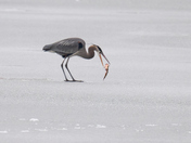 Great Blue Heron Fishing 