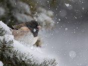 One Last Winter Storm