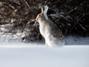 Hare
