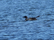 From the weird shots collection