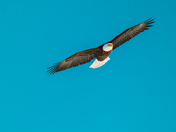 Soaring Eagle